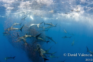 Baitball action with silky sharks and yellowfin tuna. by David Valencia 